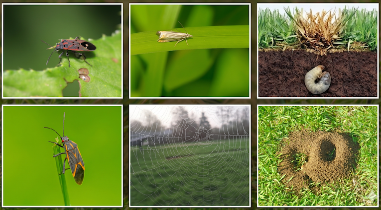 Surface-feeding Insects and Subsurface Insects
